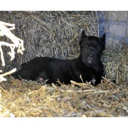 te koop Cane Corso pups