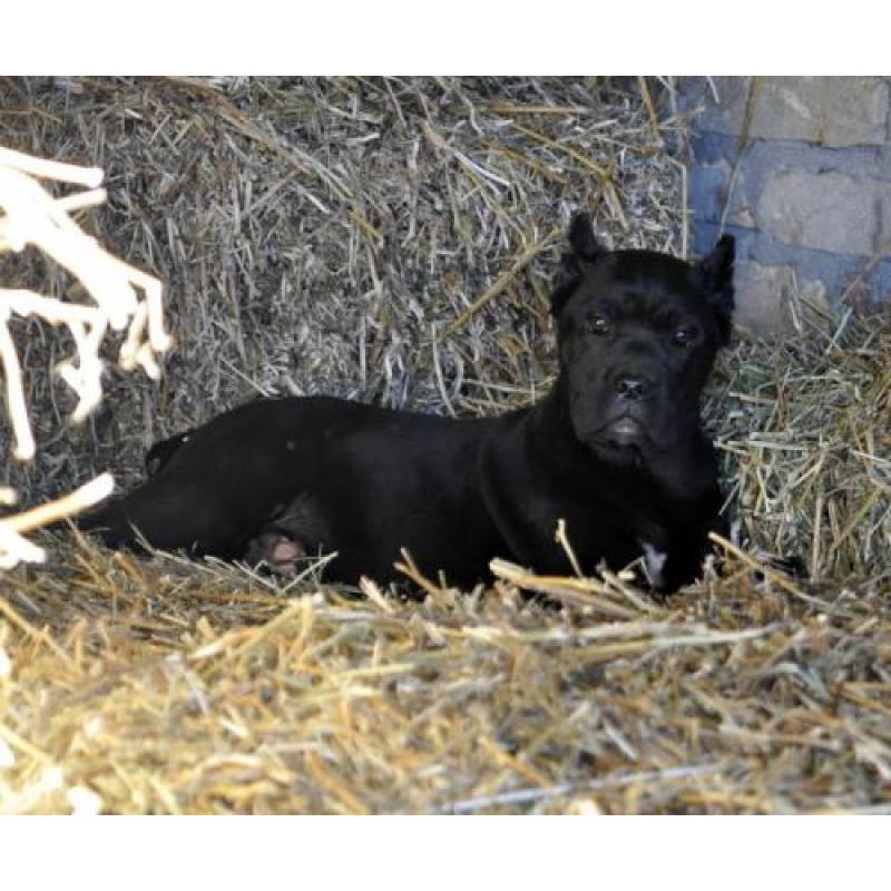 te koop Cane Corso pups