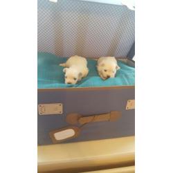 Super schattig koffiekopje Maltezer pups