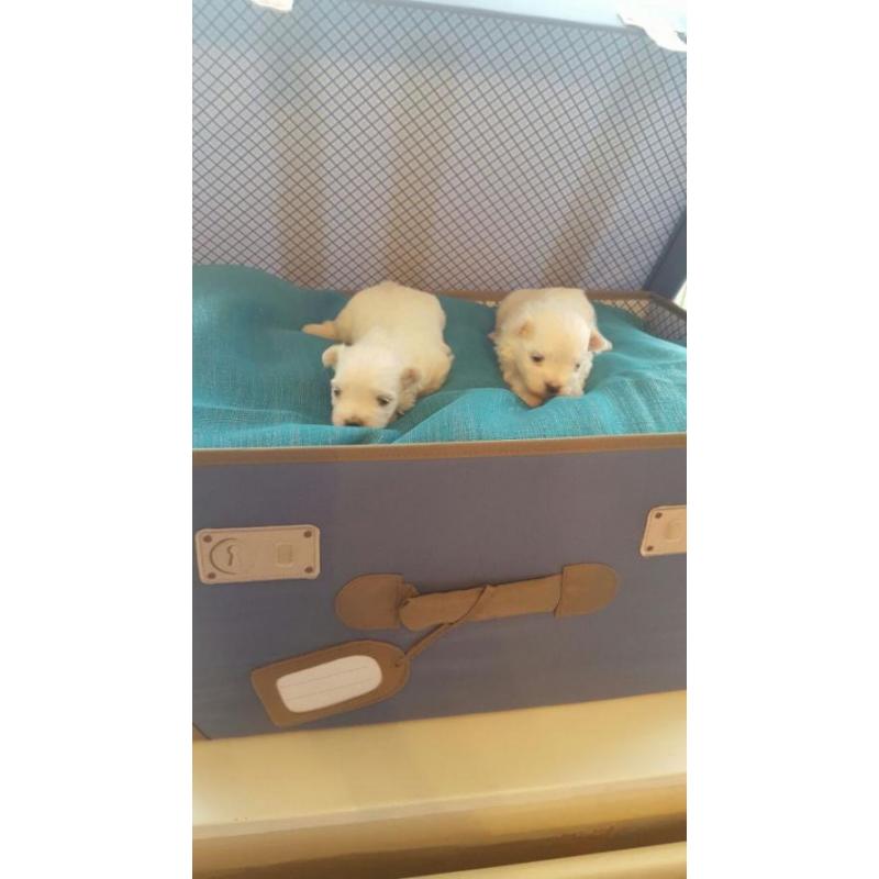 Super schattig koffiekopje Maltezer pups