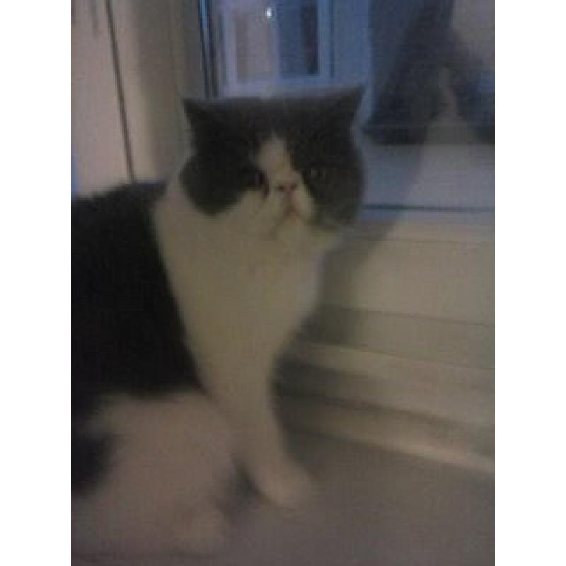 gekruisde exotic kater kitten 5mnd oud te koop