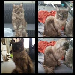 Maine Coon's te koop 