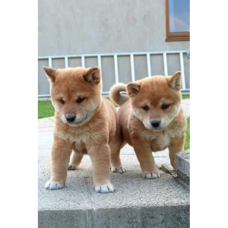 Shiba inu pups 