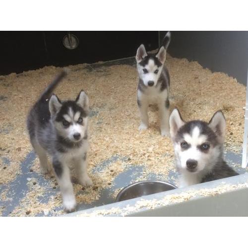 Husky pups te koop