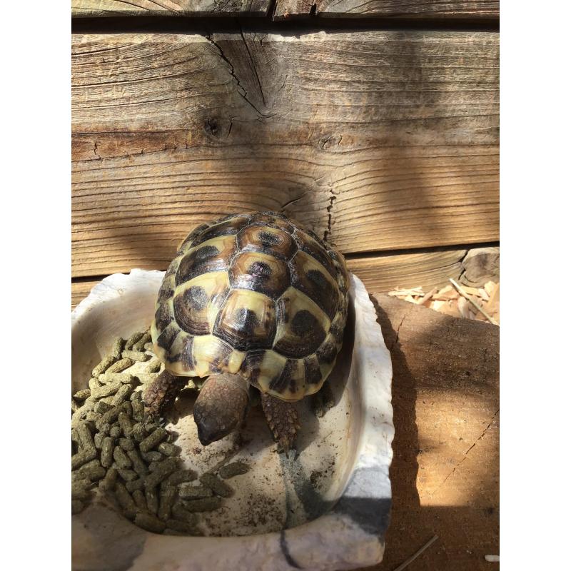 Mooie Griekse landschildpad te koop.