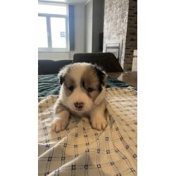 Border Collie pups