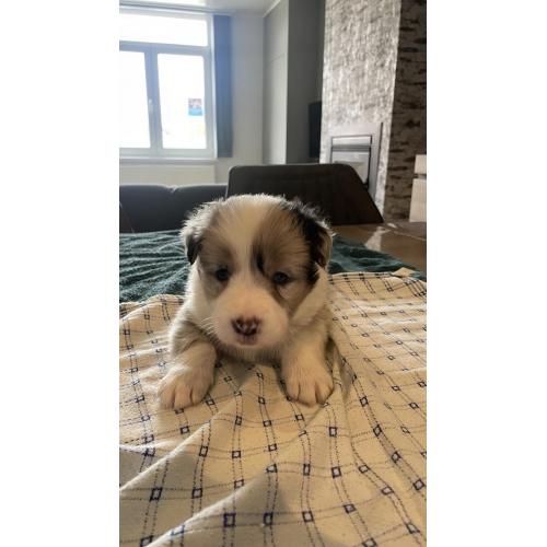 Border Collie pups