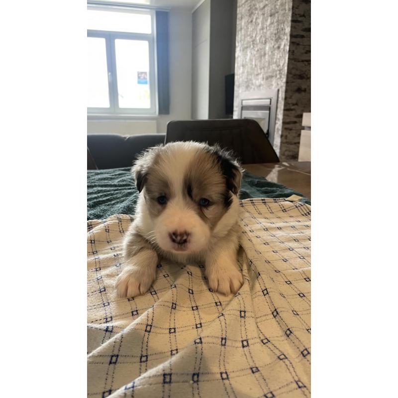 Border Collie pups