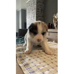 Border Collie pups