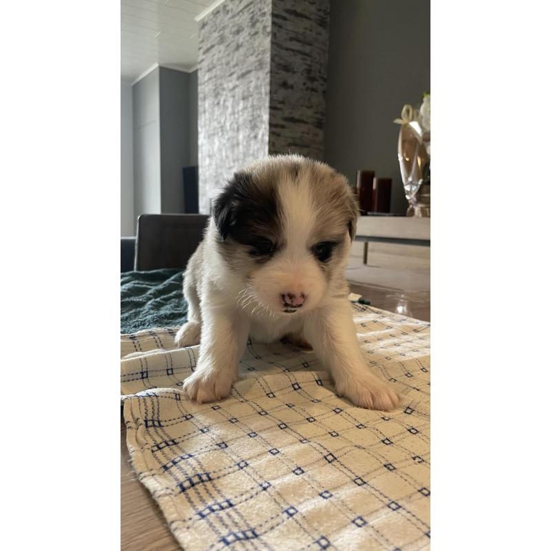 Border Collie pups
