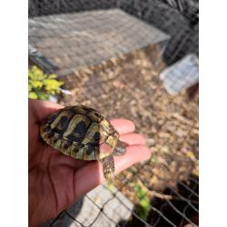 Landschildpadjes 2 jaar oud