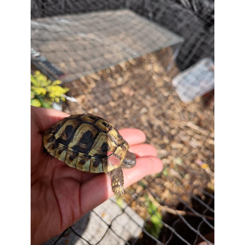 Landschildpadjes 2 jaar oud