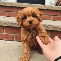 Goldendoodle