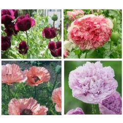 100 soorten zaden te koop, vaste en eenjarige planten, 75 cent per zakje