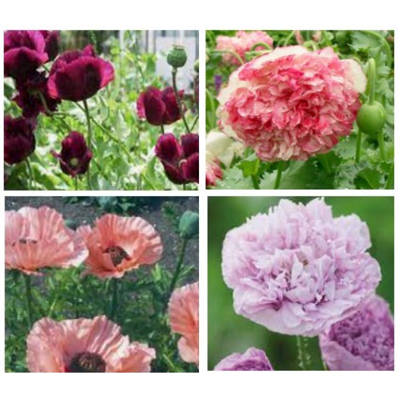 100 soorten zaden te koop, vaste en eenjarige planten, 75 cent per zakje