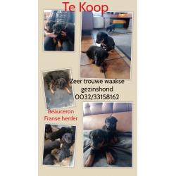 Beauceron pups