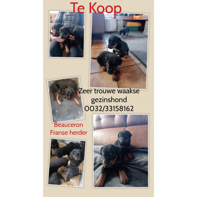 Beauceron pups