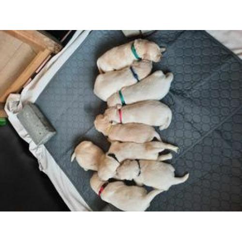 puppy's