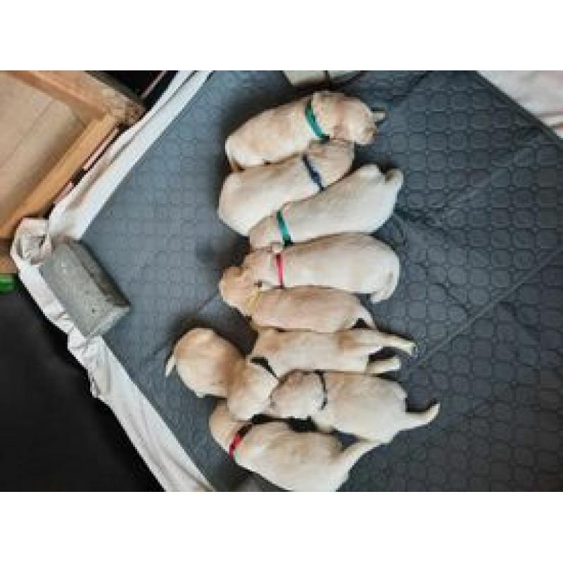 puppy's