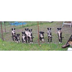 border collie pups