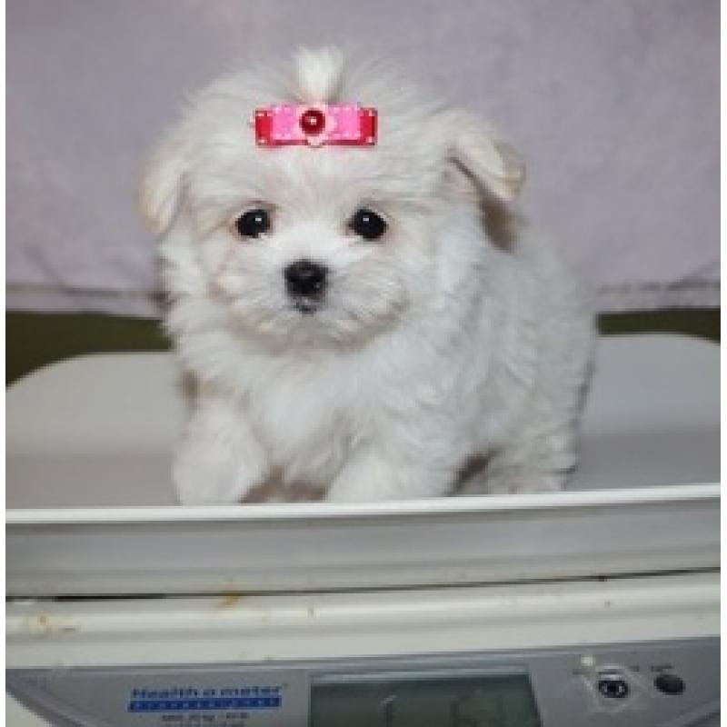 Kerst mannelijke en vrouwelijke Maltese pups te koop