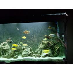 Mbuna malawi cichliden